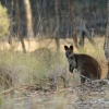 Klokan bazinny - Wallabia bicolor - Swamp Wallaby 6595